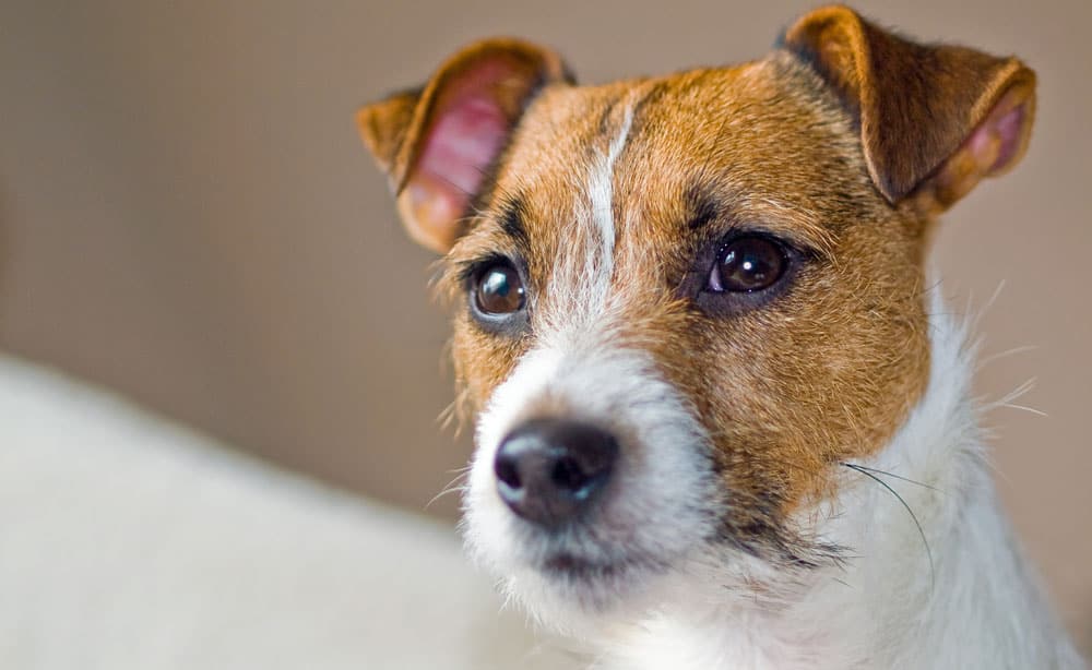jack russell mix eye health