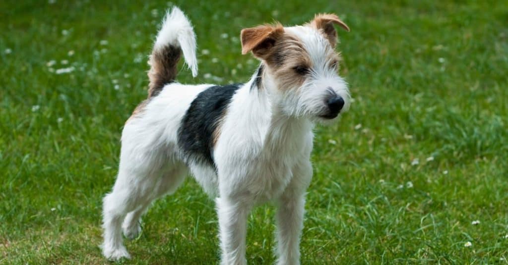 jack russell mix facts