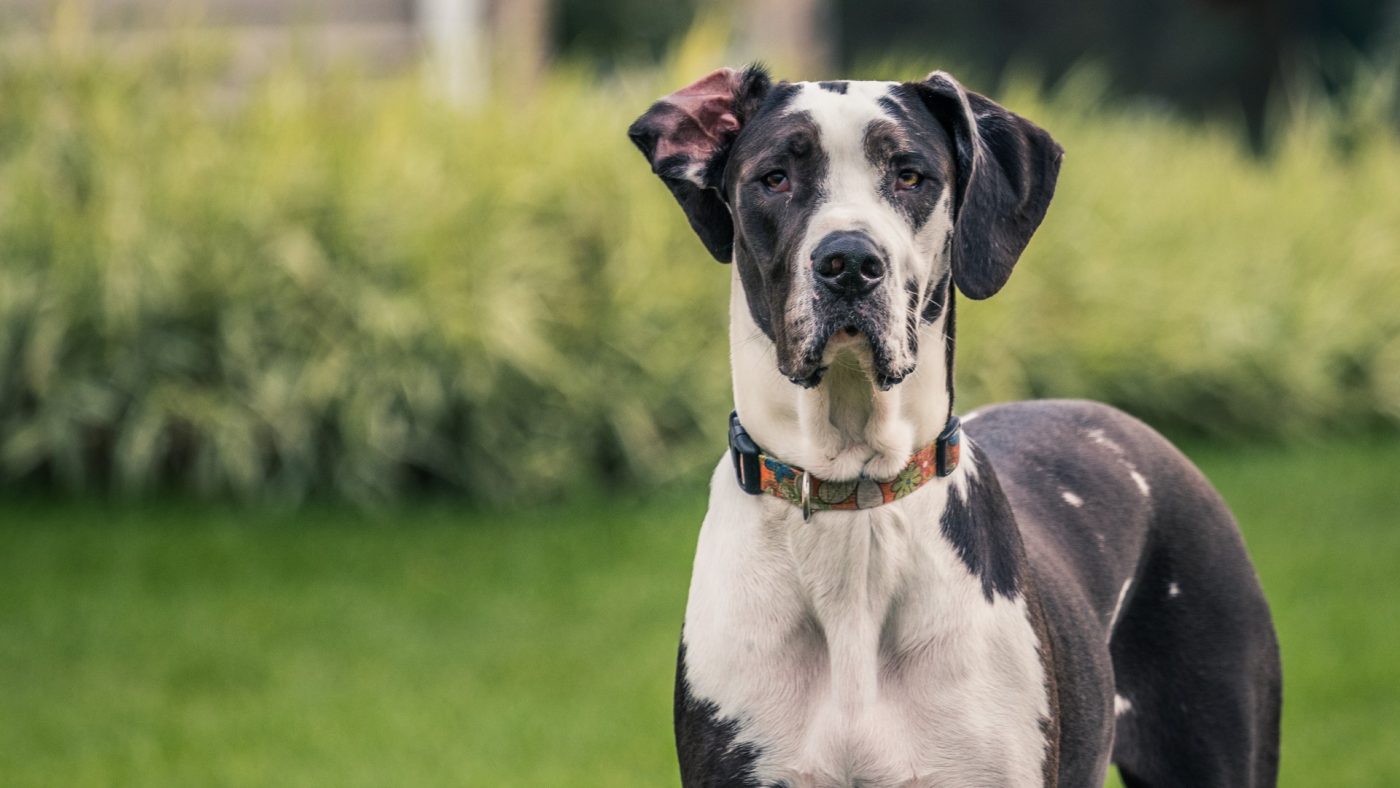 jack russell mix great dane