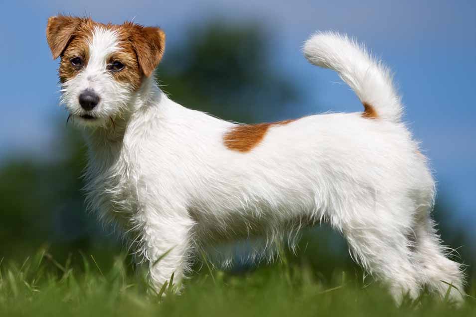 jack russell mix info