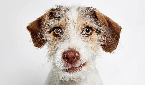 Jack Russell Mix Breed