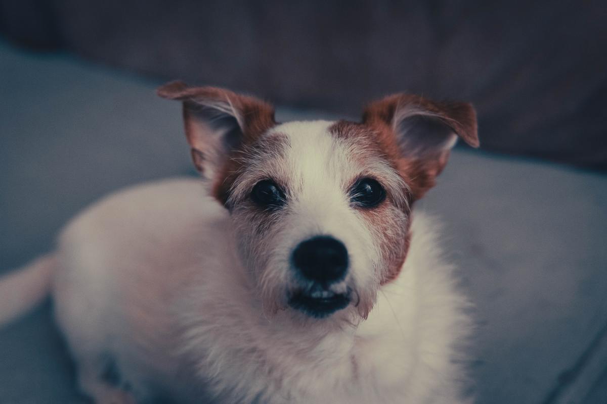 jack russell mix breed dog