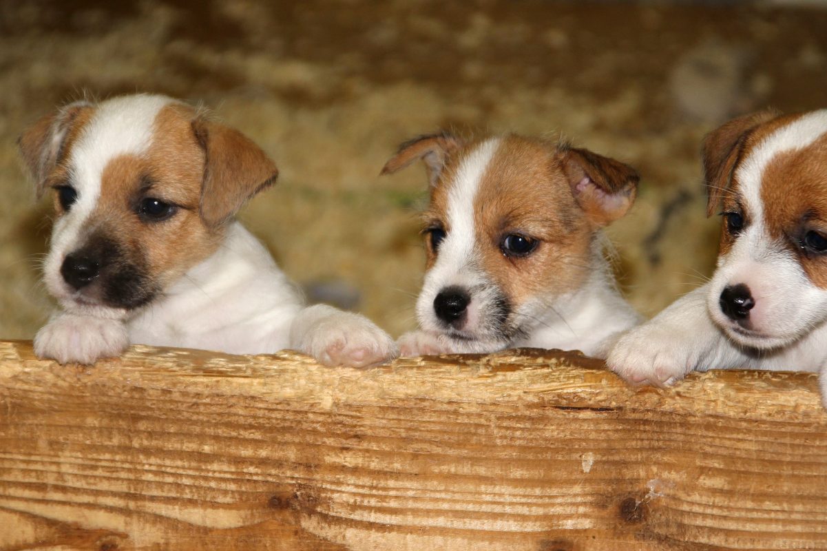 jack russell mix breeders