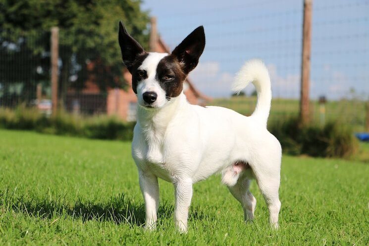 jack russell mix chihuahua for sale