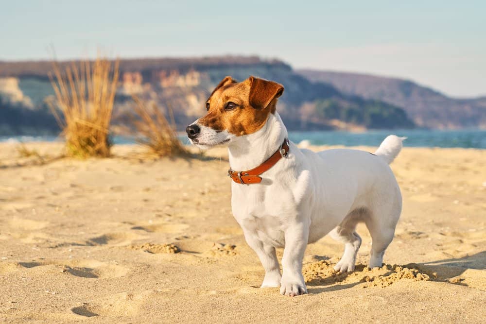 jack russell life span
