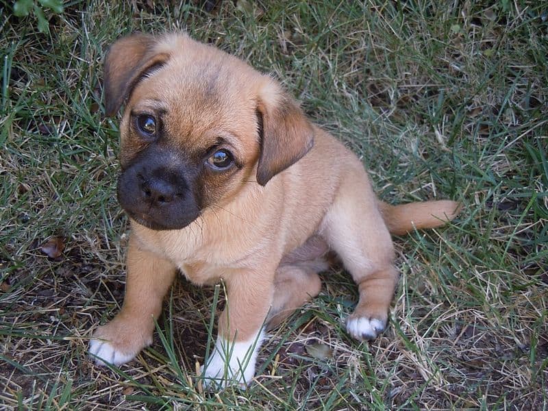 jack russell pug mix