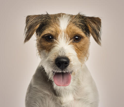 parson jack russell dogs