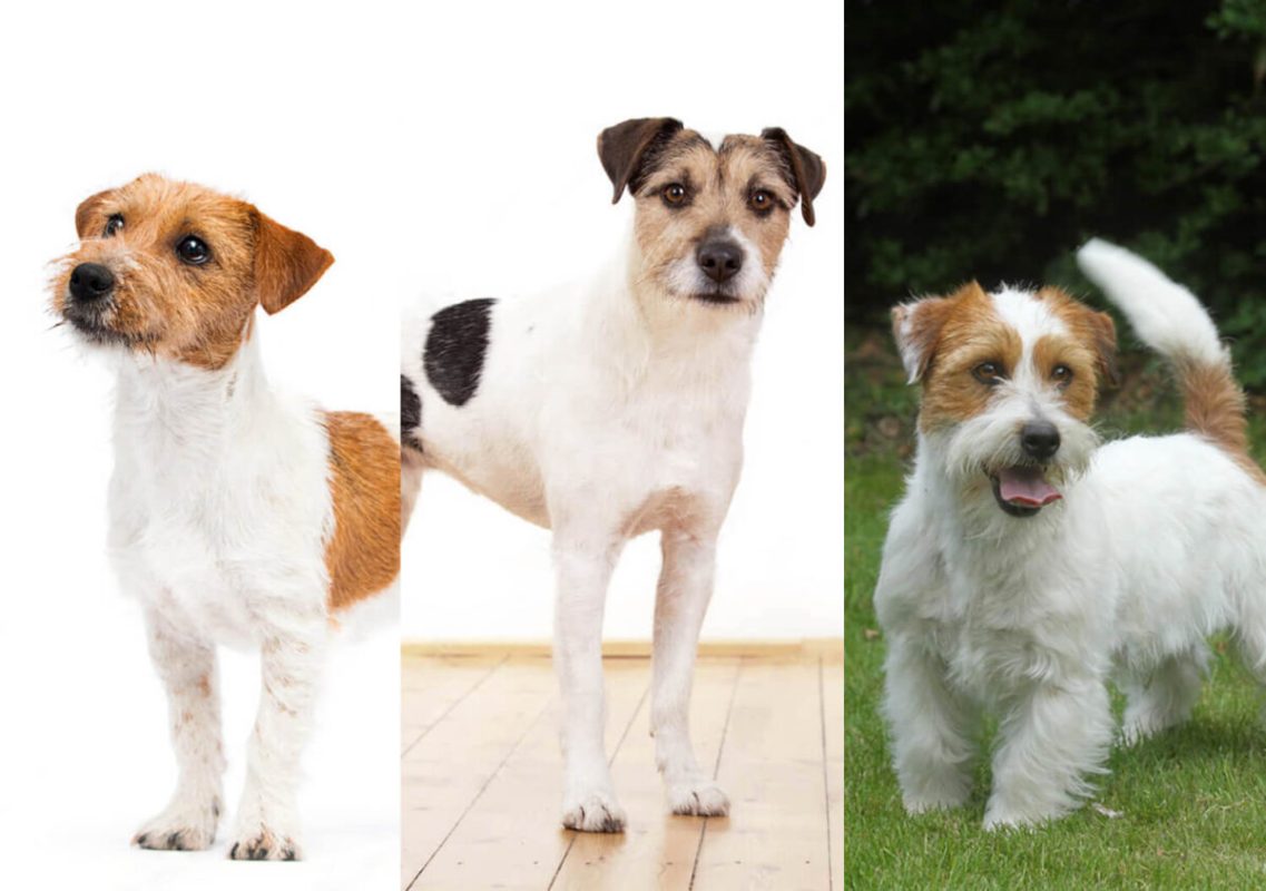 parson russell terrier jack russell