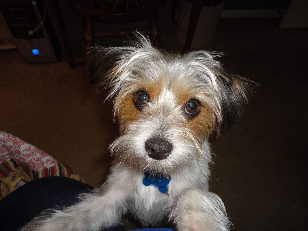 yorkie mix jack russell